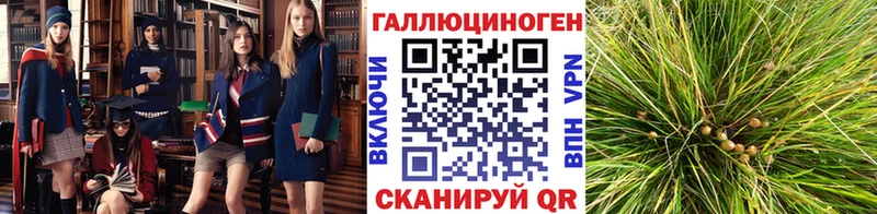 Галлюциногенные грибы Cubensis Сертолово